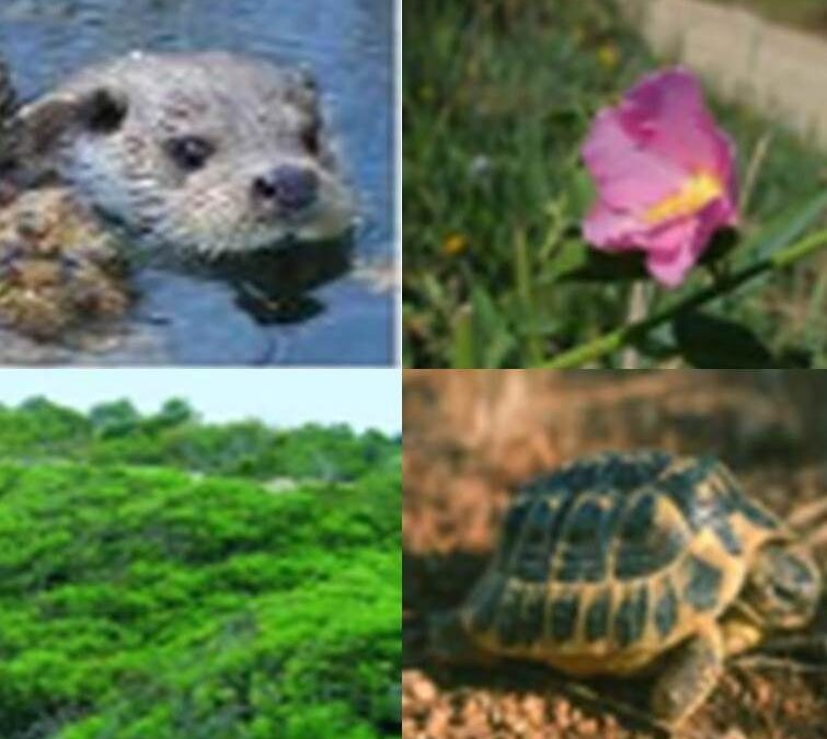 Suport al procediment d’exposició pública de l’Instrument de gestió de les ZEC declarades a la regió biogeogràfica mediterrània